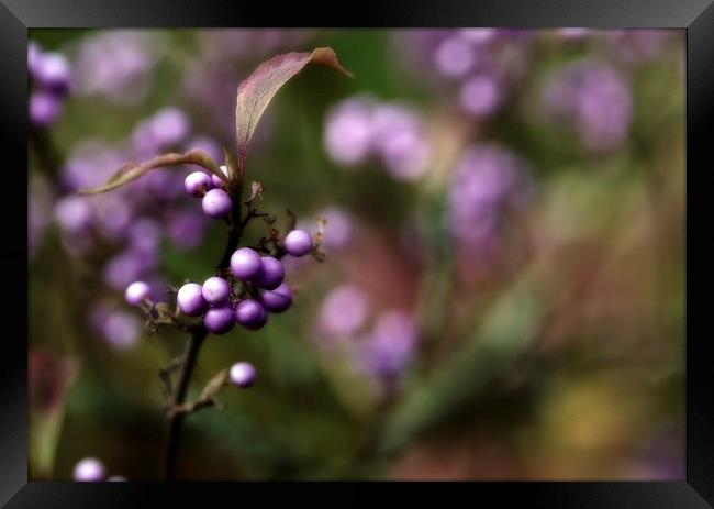 seeing purple at midnight Framed Print by Maggie Railton