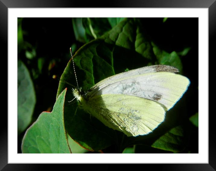 White Winged Butterfly Framed Mounted Print by Carmel Fiorentini