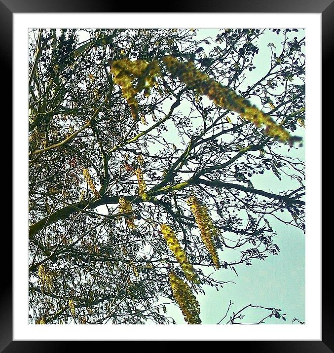  Blossoming Catkins.. Framed Mounted Print by Carmel Fiorentini