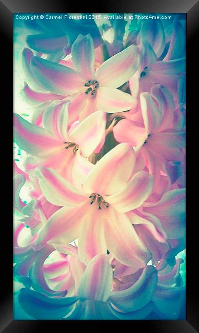  Hyacinth Framed Print by Carmel Fiorentini