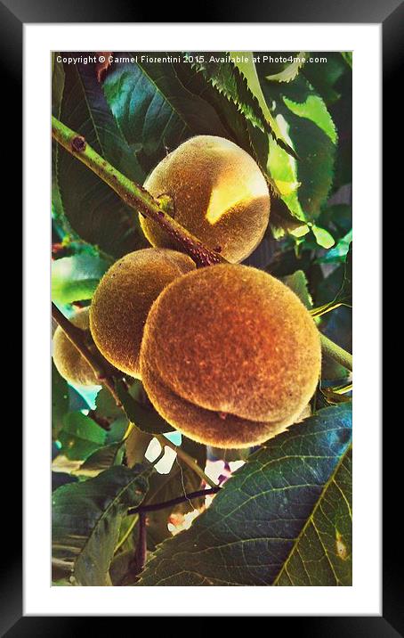  Peaches Framed Mounted Print by Carmel Fiorentini