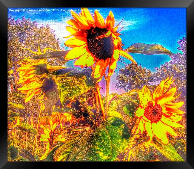  Sunflowers in the breeze Framed Print by Carmel Fiorentini
