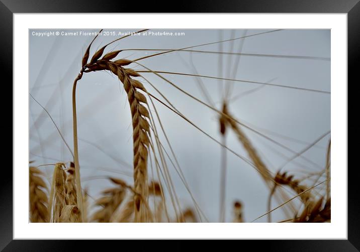  Grain of wheat Framed Mounted Print by Carmel Fiorentini