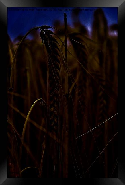  Midnight Wheat field Framed Print by Carmel Fiorentini