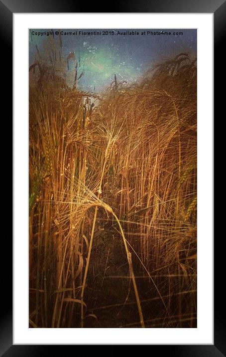  Fields of Gold Framed Mounted Print by Carmel Fiorentini