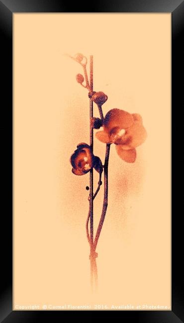 Golden Orchid Framed Print by Carmel Fiorentini