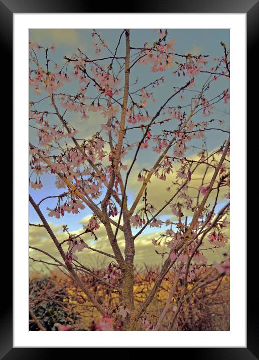 Apple Blossom Framed Mounted Print by Carmel Fiorentini