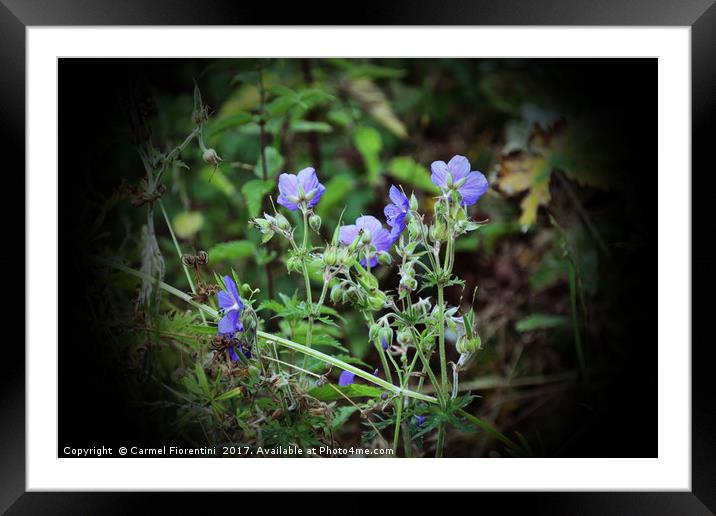 Wild Flowers Framed Mounted Print by Carmel Fiorentini