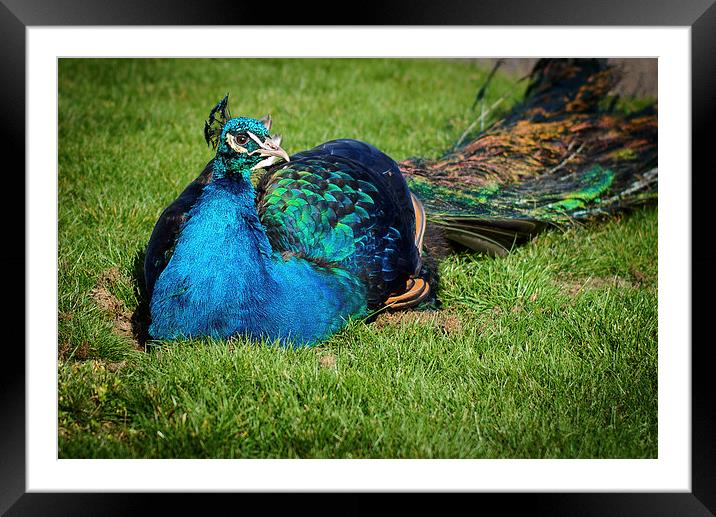 Peacock relaxes in the sun Framed Mounted Print by matthew  mallett