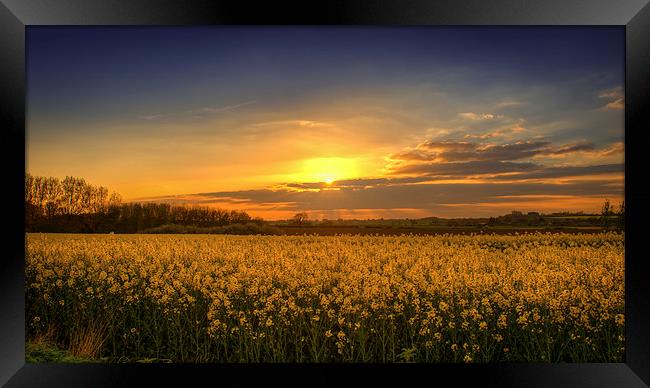 Sunset over the Yellow Fields Framed Print by matthew  mallett
