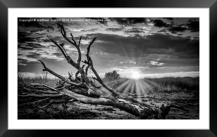  Sunset on the Naze in Black and White Framed Mounted Print by matthew  mallett