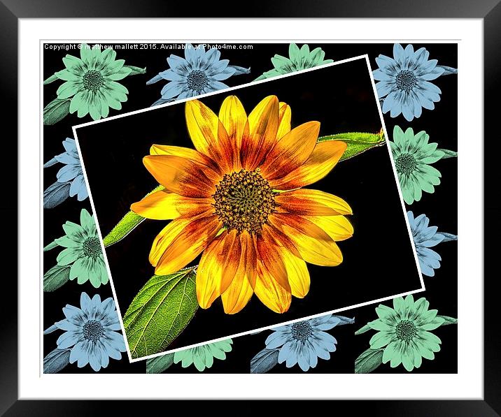  Sunflower on a Rainy Day Framed Mounted Print by matthew  mallett