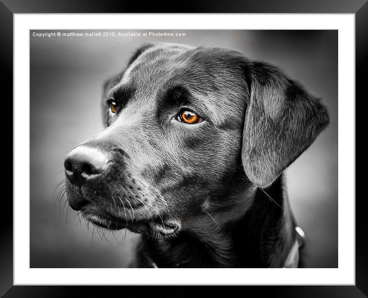  For The Love Of Labradors Framed Mounted Print by matthew  mallett