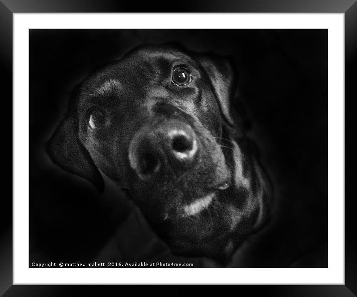 Into The Masters Eyes Framed Mounted Print by matthew  mallett