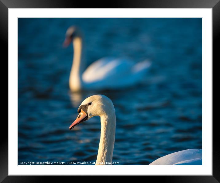 Mates Together Forever Framed Mounted Print by matthew  mallett