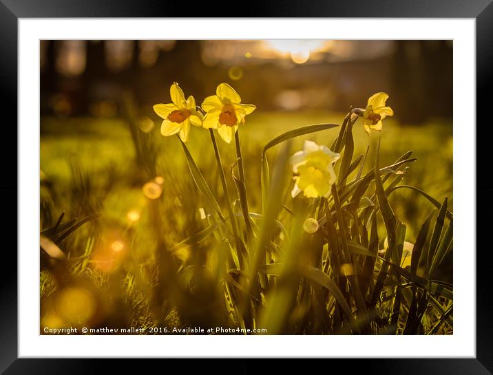Spring Sunshine 2016 Framed Mounted Print by matthew  mallett