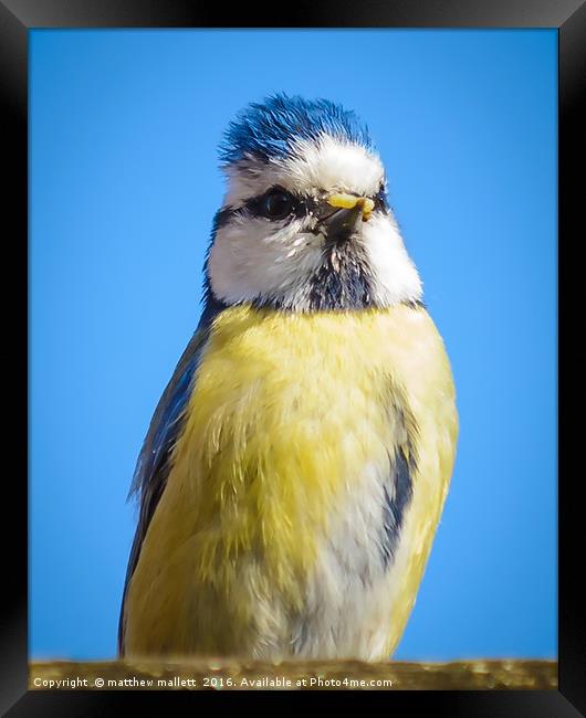 Punk Rock Hairstyle Blue Tit Framed Print by matthew  mallett