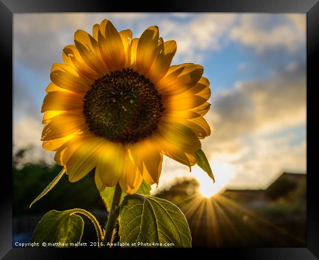 Sunflower Sunsets Framed Print by matthew  mallett