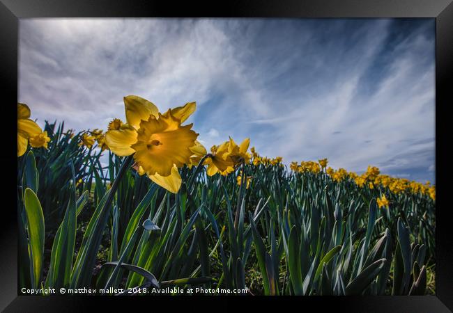 Sunny Daffodil Changing Weather Framed Print by matthew  mallett