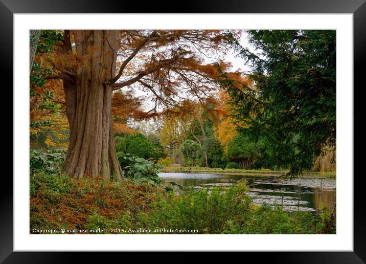 Autumn Tree Shade Framed Mounted Print by matthew  mallett