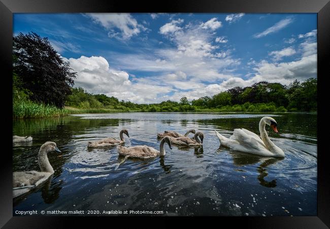 The Swans Of Selbrigg Lake 1 Framed Print by matthew  mallett