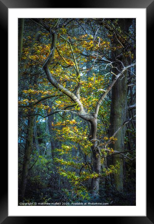 Essex Autumn Tree Framed Mounted Print by matthew  mallett
