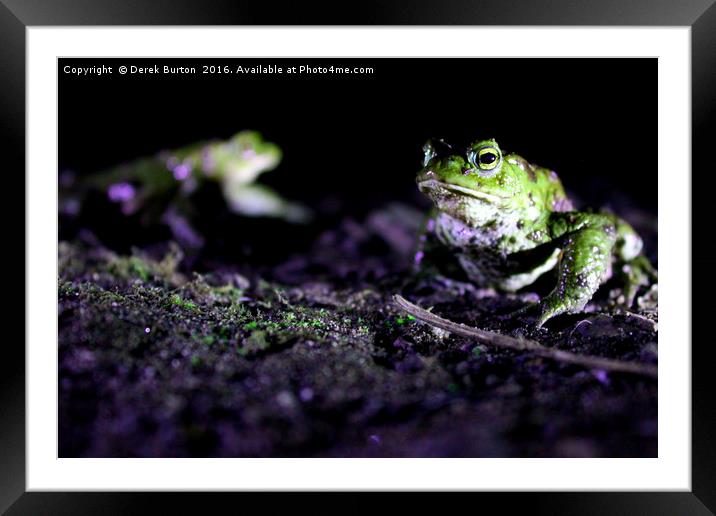 Toads @ night Framed Mounted Print by Derek Burton