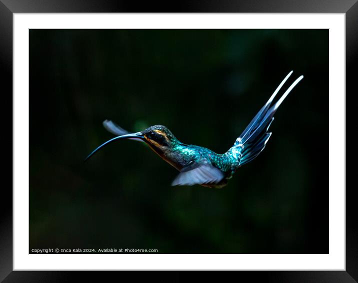 Green Hermit Hummingbird in Flight Framed Mounted Print by Inca Kala