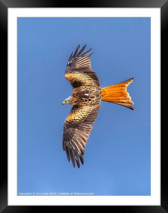 Red Kite In Flight  Framed Mounted Print by Inca Kala