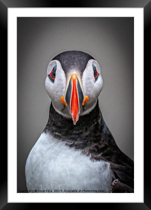 Portrait of a Puffin  Framed Mounted Print by Inca Kala