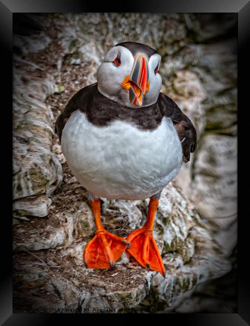 The Chatty Puffin Framed Print by Inca Kala