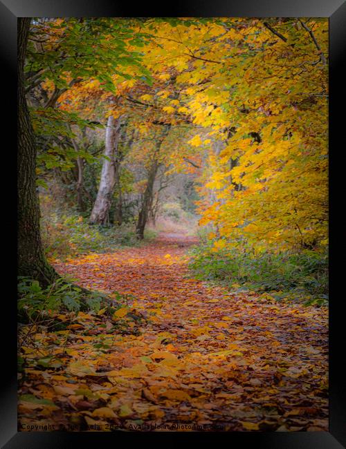 A Walk Through The Colours Of Autumn Framed Print by Inca Kala