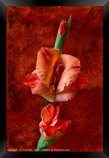 Gladioli Flowers on a Stem Framed Print by Inca Kala