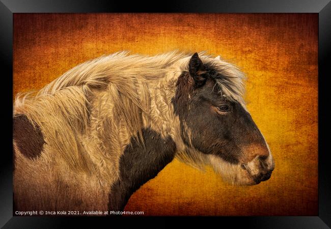 Harris A Horse in Profile  Framed Print by Inca Kala