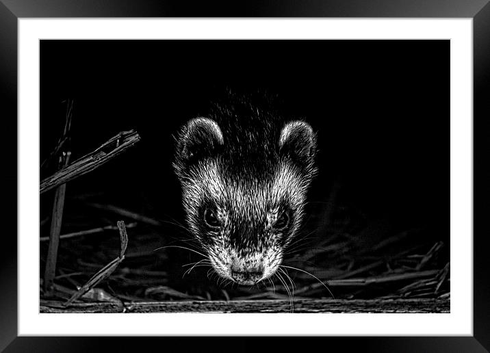 Ferret peeks out Framed Mounted Print by anna collins