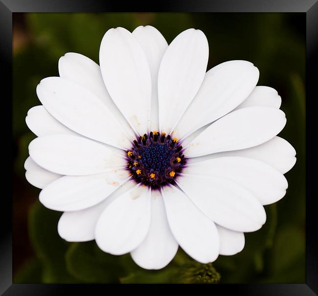 White flower Framed Print by anna collins