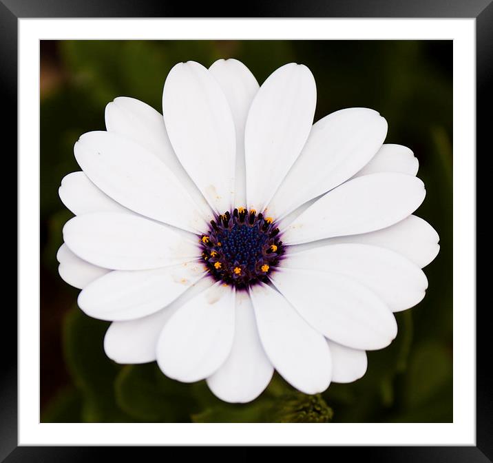White flower Framed Mounted Print by anna collins