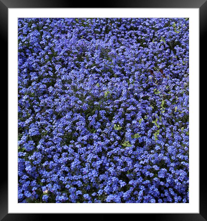 Tiny blue flowers Framed Mounted Print by anna collins