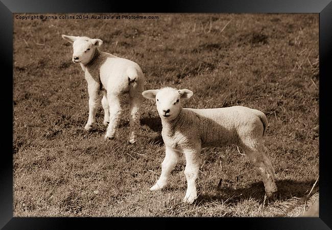  Newborn twin lambs in Sepia Framed Print by anna collins