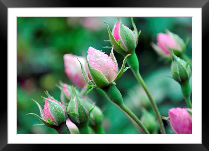 Drenched Roses.. Framed Mounted Print by Kate Towers