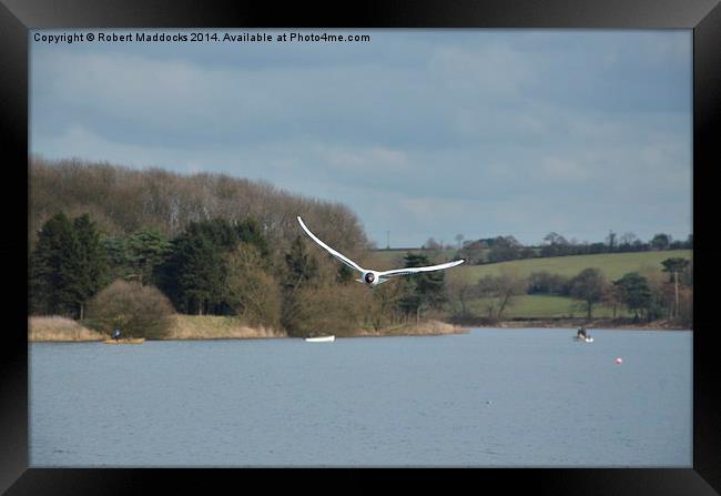 Black Headed Gull Framed Print by Robert Maddocks