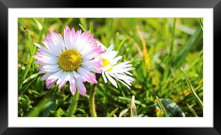 Soaking Up the Sun Framed Mounted Print by Stewart Nicolaou