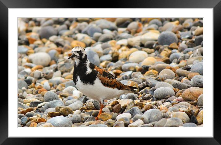 Turnstone at Sheringham Framed Mounted Print by Stewart Nicolaou