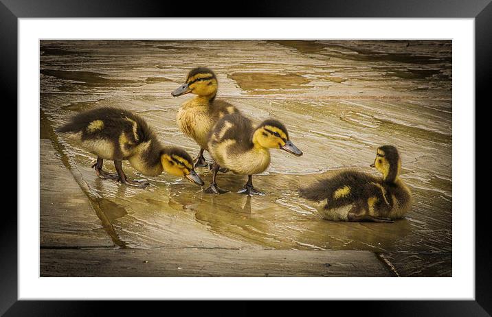 Splashing about! Framed Mounted Print by Stewart Nicolaou