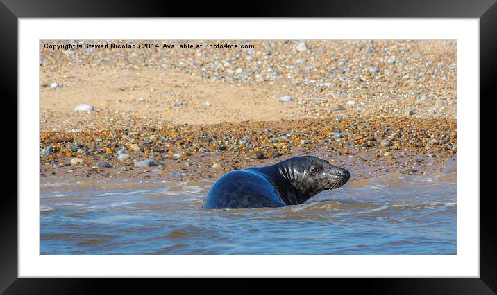 Seal at Blakeney Point Framed Mounted Print by Stewart Nicolaou