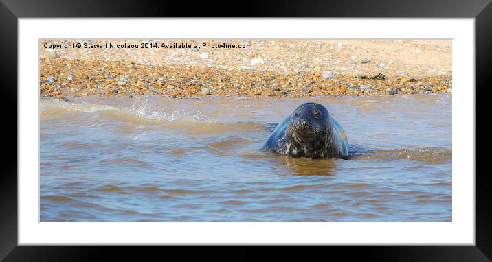 Seal at Blakeney Point Framed Mounted Print by Stewart Nicolaou