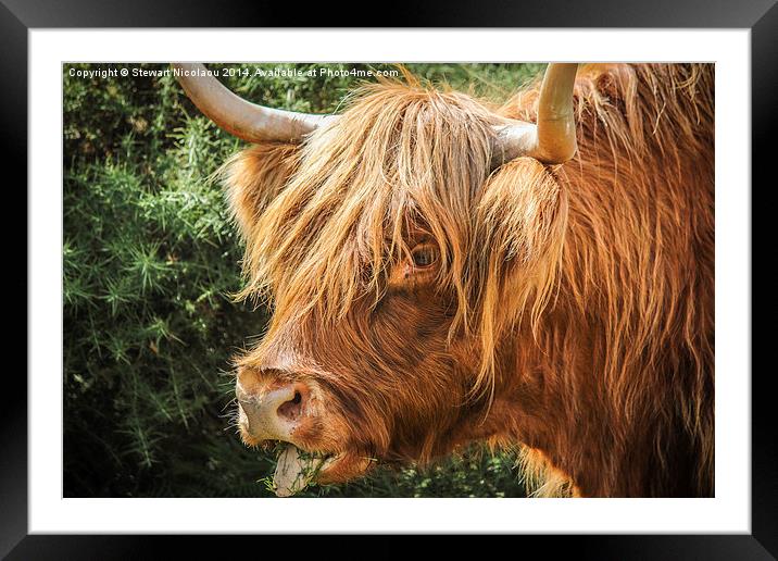  Highland Cow New Forest Framed Mounted Print by Stewart Nicolaou