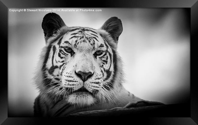 You looking at me! Framed Print by Stewart Nicolaou