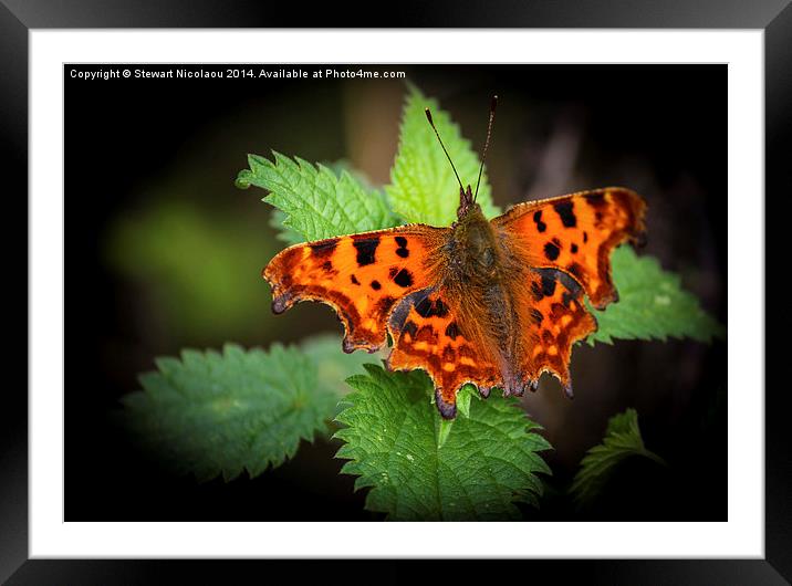  Beautiful Comma Butterfly  Framed Mounted Print by Stewart Nicolaou