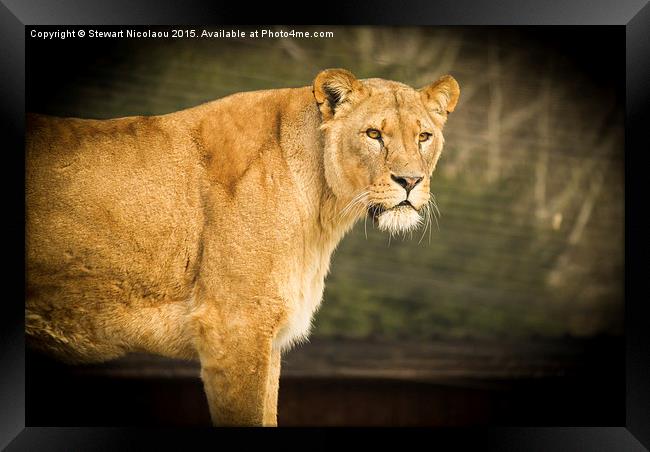 Beautiful Lioness Framed Print by Stewart Nicolaou